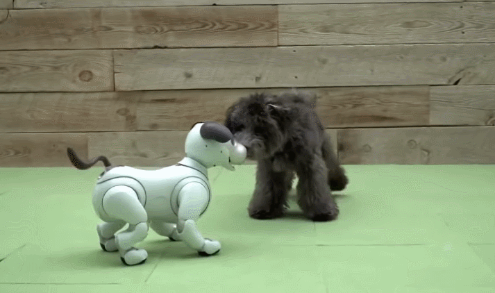 真"索狗" aibo 换新装了,并且新增看家功能